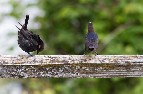 棕色户主的 cowbird