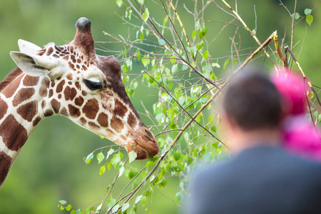 长颈鹿 Giraffa 鹿豹座 在动物园里