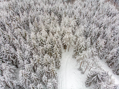 雪覆盖的常青树是美丽的。