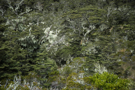 高山风景与森林, 湖, 云彩反射, 路易斯通行证, 新西兰