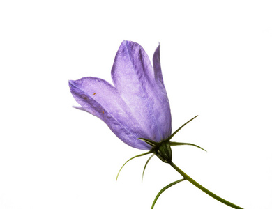 白色背景紫色美丽的鲜花