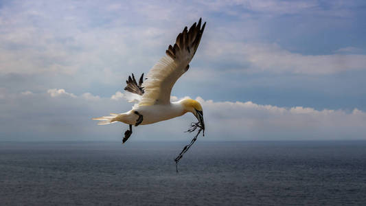 Gannet 夏天北海德国