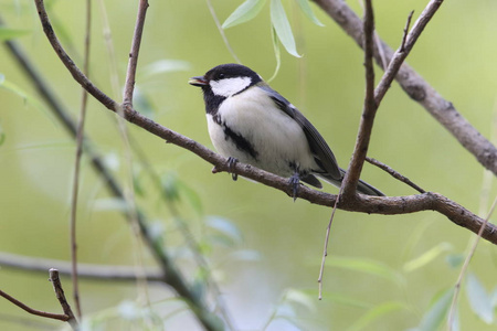 日本山雀 Parus 小调