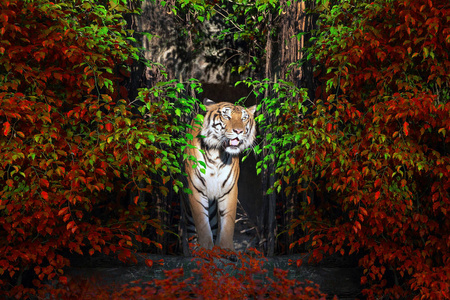 男子苏门答腊虎站在一个自然森林中间