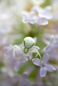 宏绿蜘蛛紫丁香花上