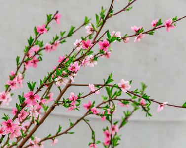 灰色背景樱花花枝图片