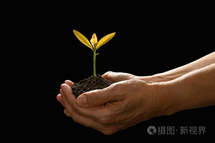 在黑色背景下双手握住和关怀绿色的年轻植物
