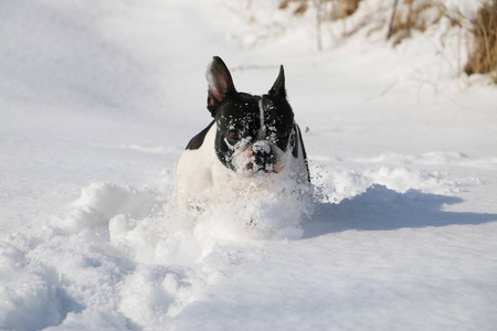 法国斗牛犬在雪地里奔跑