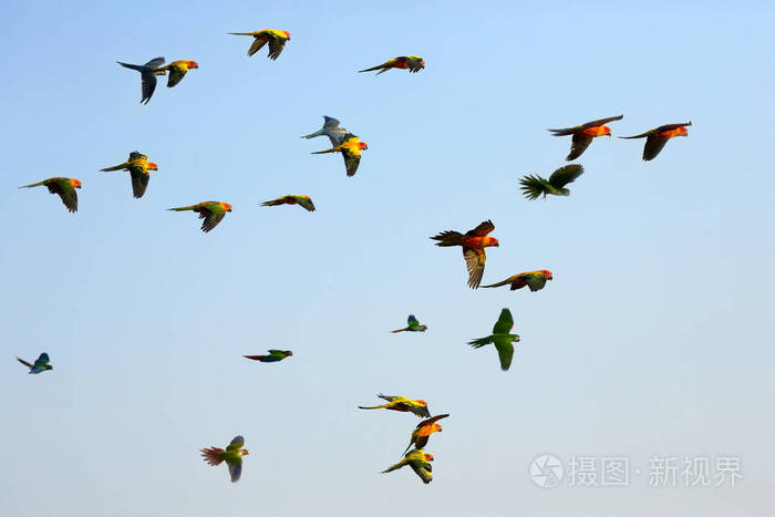 五颜六色的小鹦鹉在天空飞翔