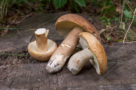 几种牛肝菌 美味牛肝菌，cep，佩妮发髻，porci