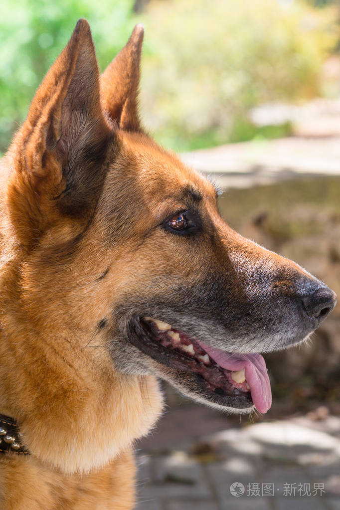 来自马耳他的德国牧羊犬金巴