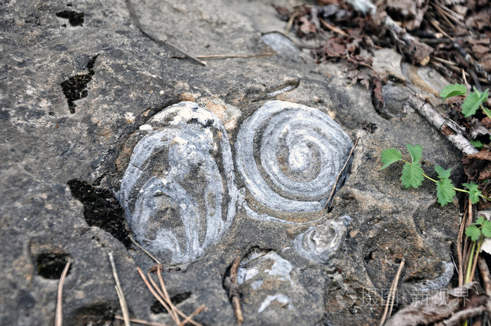 嵌入在石头中的蜗牛化石