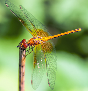 蜻蜓 sympetrum flaveolum