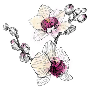 美丽的异国情调的花朵.兰花为您的标志, 构图, 设计照片