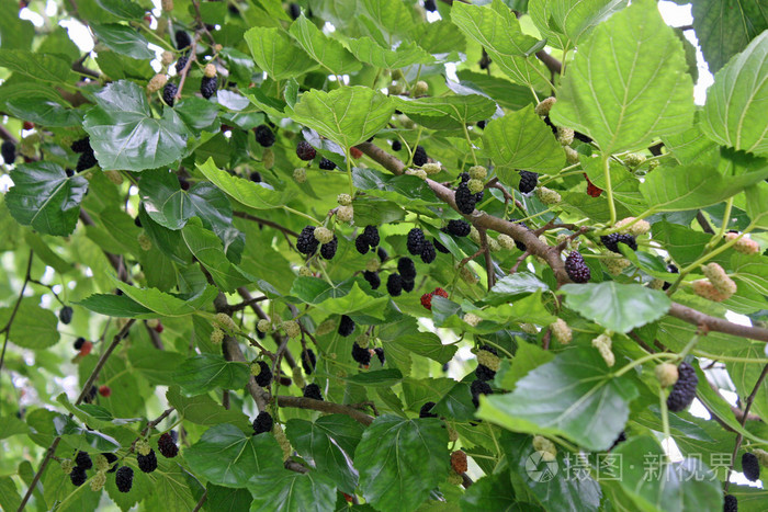 黑莓和覆盆子的载荷时树成熟水果
