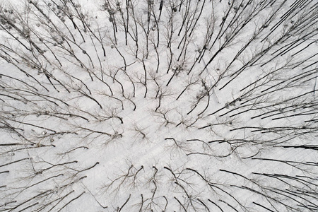 白雪覆盖的落叶森林的顶部景观