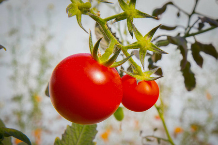 西红柿新鲜的农场形象特写
