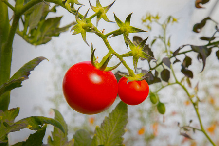 西红柿新鲜的农场形象特写