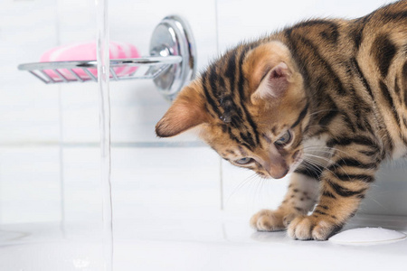 小猫在浴室里玩水