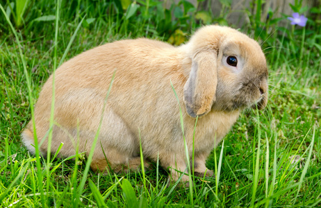 小兔子坐在草图片
