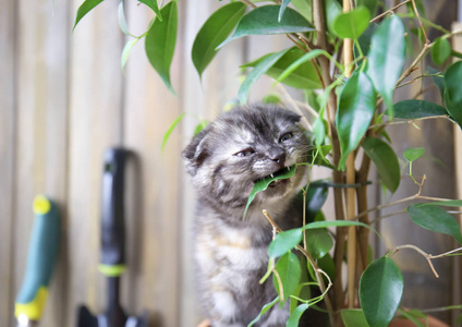 可爱的小猫在家吃绿色植物