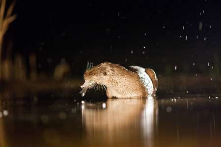 欧洲水獭 水獭水獭 钓鱼在一个雨夜野生动物在它的自然栖息地