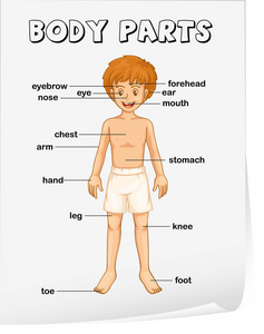 身体部位插画 正版商用图片04p55v 摄图新视界