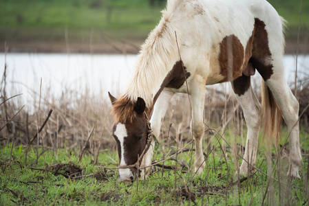长满草的阴谋在该字段上吃草的马照片