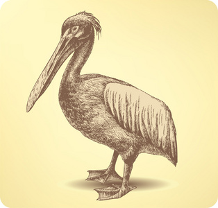 鹈鹕漂浮物图片