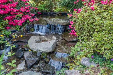 华盛顿西塔科的红杜鹃花和小溪照片
