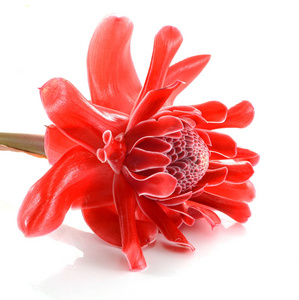 etlingera 丽格的朵红色的花