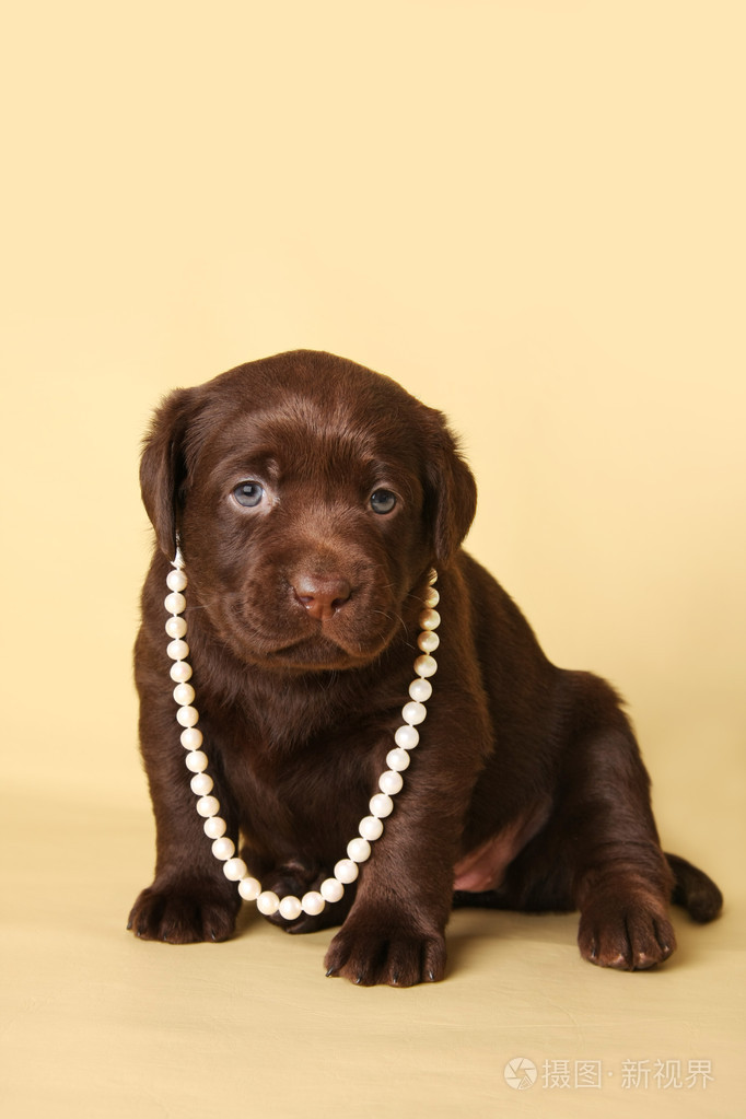拉布拉多犬小狗在珍珠