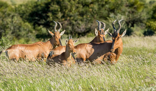 非洲南部大草原上的青少年红色麋羚