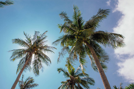 在热带海滩上椰子棕榈树