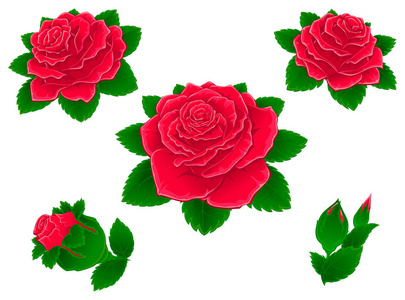 红玫瑰。花和芽。一组图像
