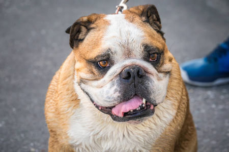 新西兰北岛的惠灵顿市视图全景视图的新西兰奥克兰从德文波特地区