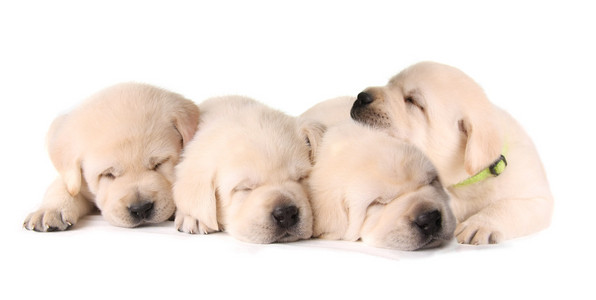 四个睡着的小狗图片
