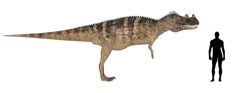 ceratosaurus 大小比较