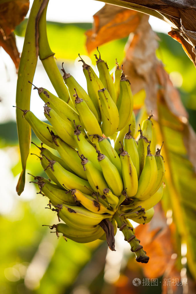 香蕉树与成熟香蕉在晚上光