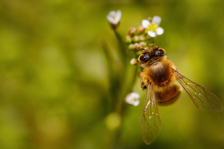 蜜蜂在一个白色的花朵收集花粉和收集花蜜生产蜂蜜在蜂巢与左复制空间