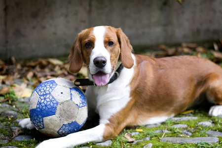 快乐的红头发的猎犬狗, 一个球躺在草地上。狗是特写