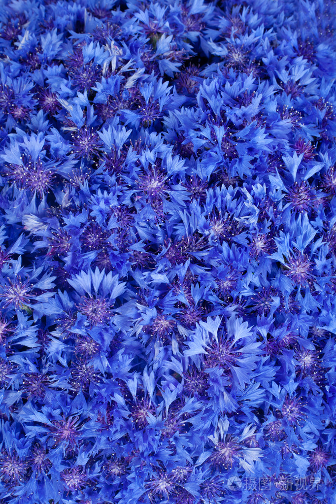 美丽的春天的花朵蓝色背景上的矢车菊
