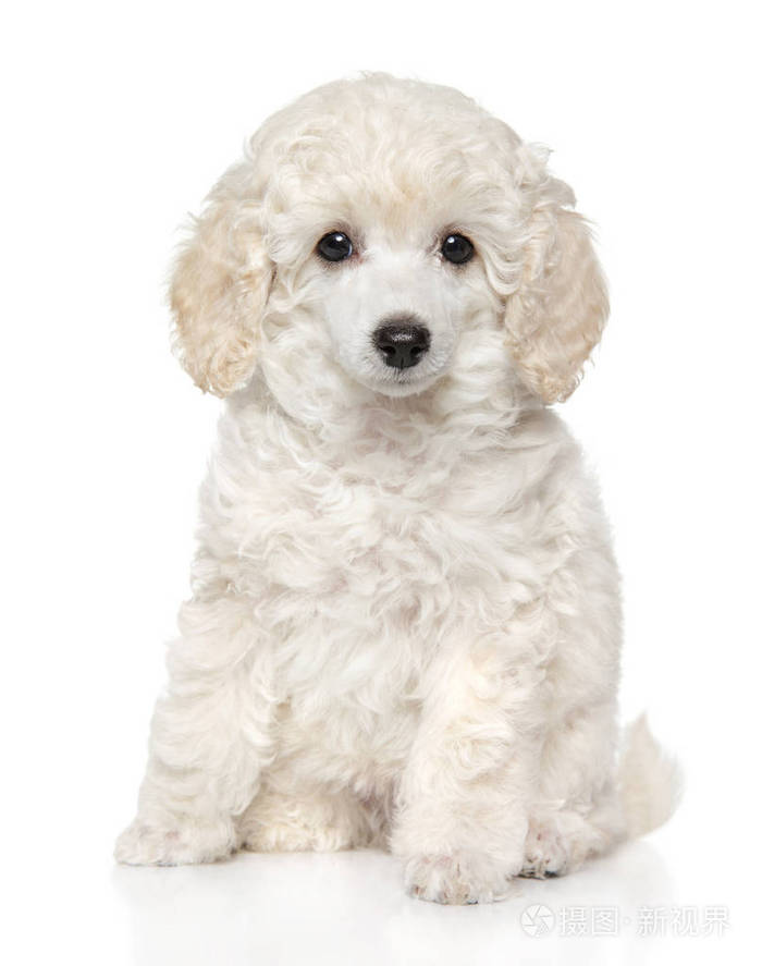 可爱的玩具贵宾犬坐在白色背景的前面.婴儿动物主题