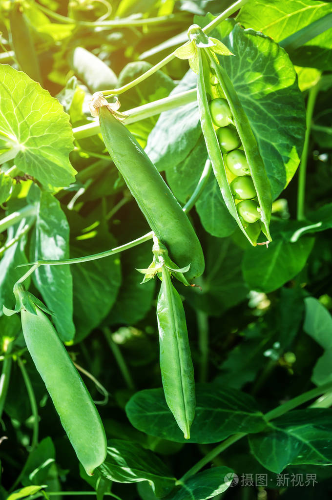 在树枝上成熟茂盛的青豆