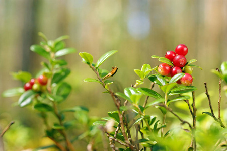 夏季松树林中的红亮 lingonberries