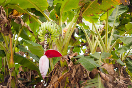 马来西亚国家公园的金马伦高原山上美丽的香蕉花。东南亚植物区系
