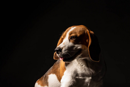 黑色背景下美丽的猎犬狗肖像