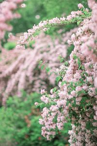 新鲜明亮的春天背景设计与粉红色绽放花和叶子