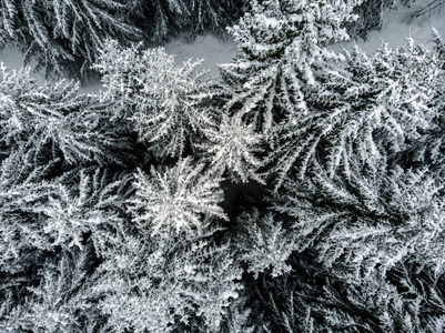 雪看起来像树上的能量糖