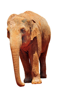 在动物园里的剪影亚洲大象图片